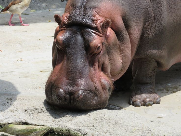 10月生まれさぁ ん 天王寺動物園スタッフブログ