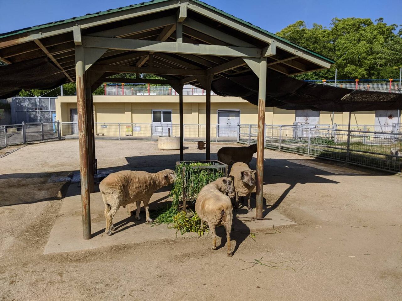 ヒツジのグラウンド改善しました 天王寺動物園スタッフブログ ヒツジのグラウンド改善しました 天王寺動物園スタッフブログ