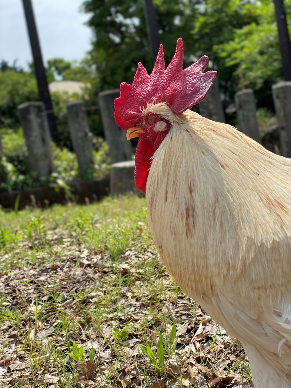 ニワトリのマサヒロ : 天王寺動物園スタッフブログ