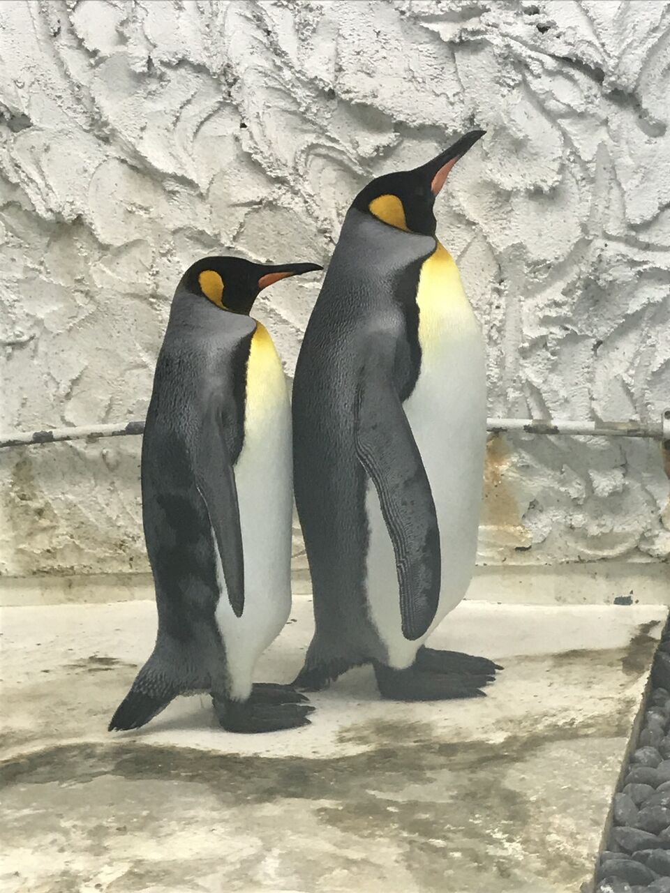 オウサマペンギンが出園します 天王寺動物園スタッフブログ