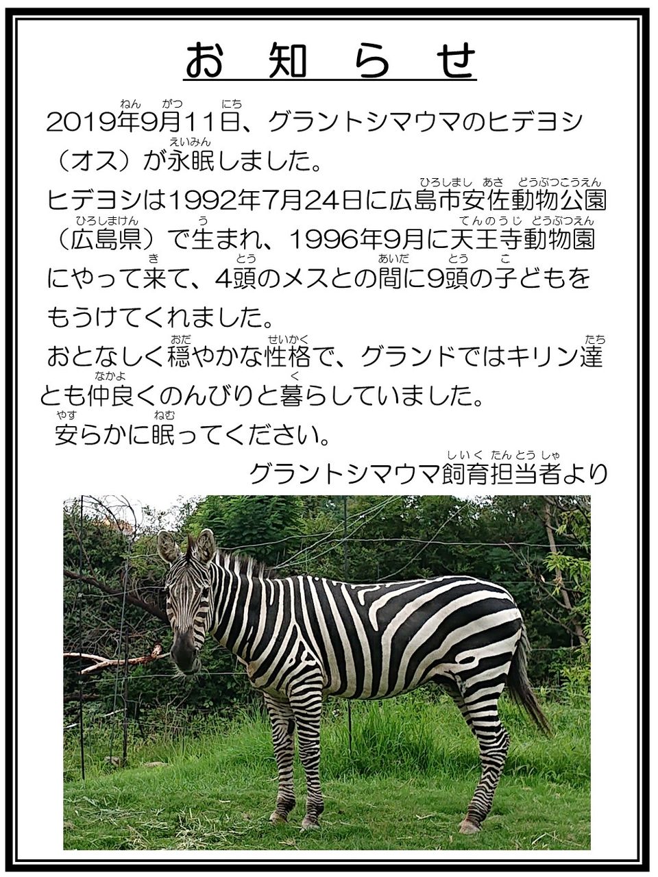 グラントシマウマのヒデヨシがなくなりました 天王寺動物園スタッフブログ
