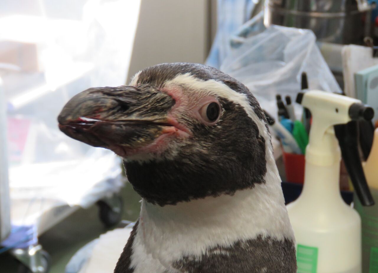 ペンギンのくちばしを整形 地方独立行政法人 天王寺動物園