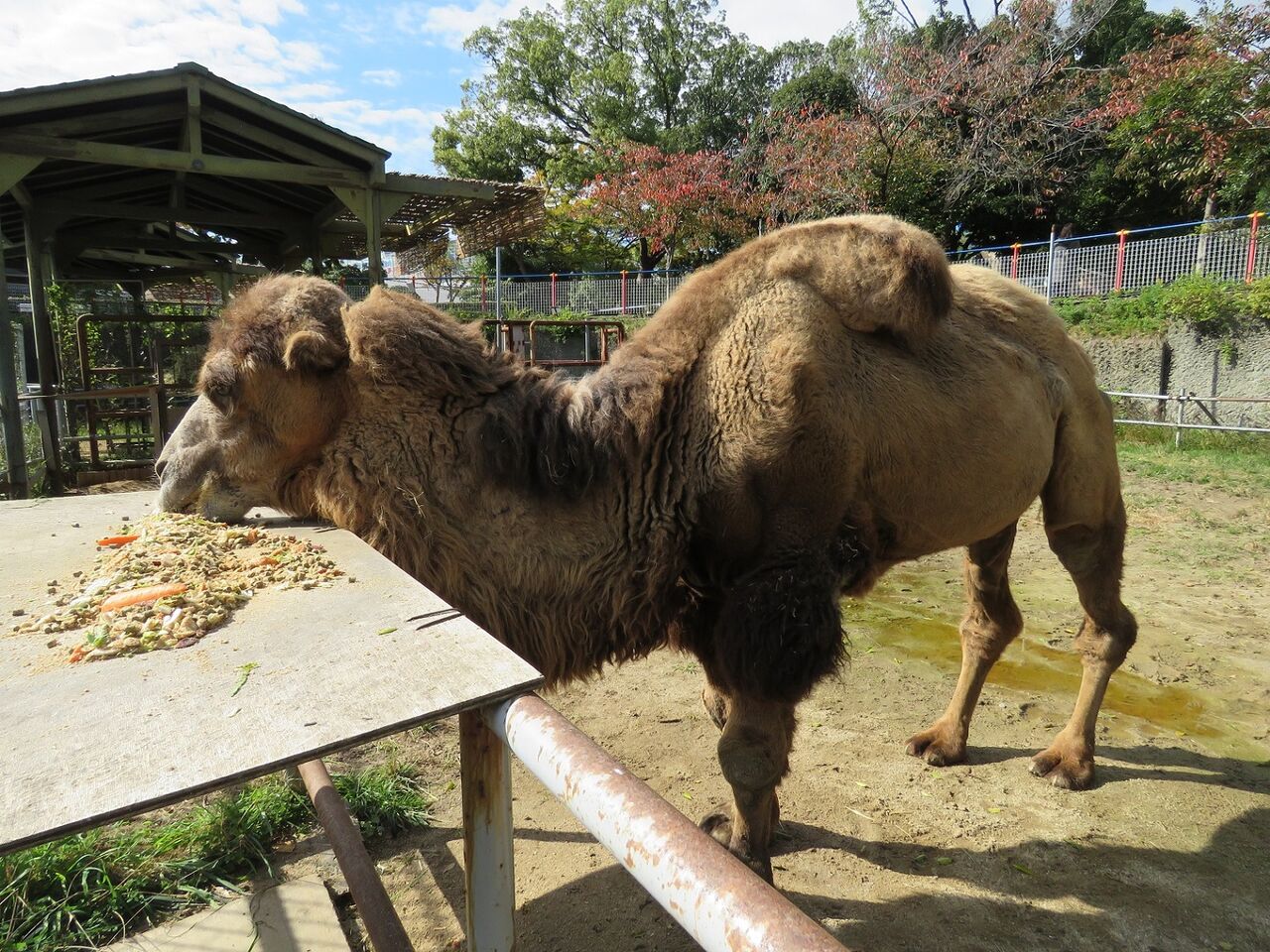 ラクダのジャック治療中 天王寺動物園スタッフブログ ラクダのジャック治療中 天王寺動物園スタッフブログ
