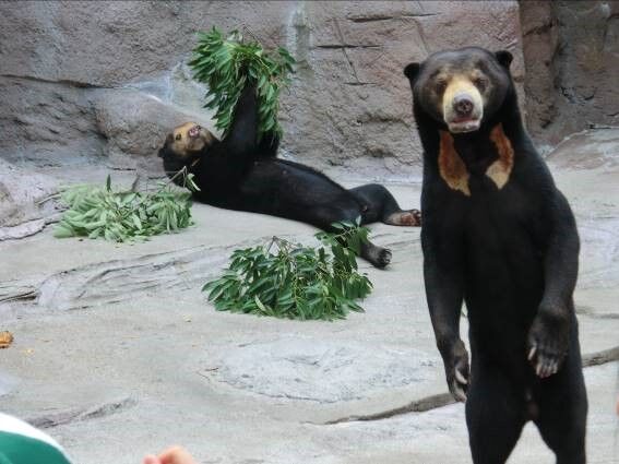 マレーグマのマーズが沖縄へ 天王寺動物園スタッフブログ