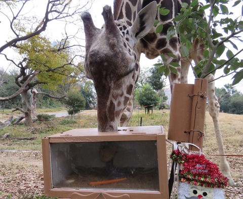 エサを食べる幸弥