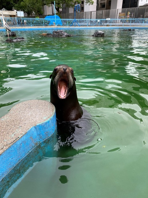 ユイ