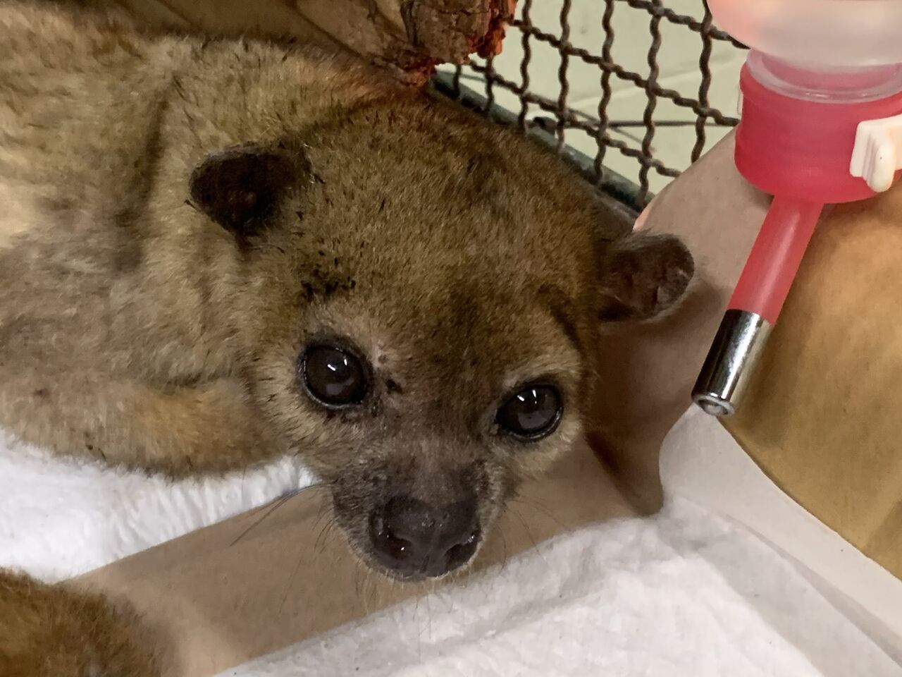 キンカジュー ジュリアが亡くなりました 地方独立行政法人 天王寺動物園