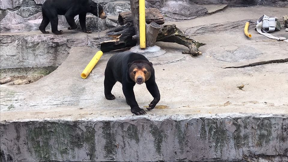 マレーグマの展示について 地方独立行政法人 天王寺動物園