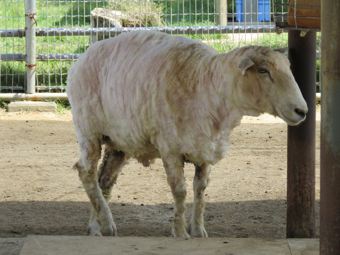 さっぱりピーター