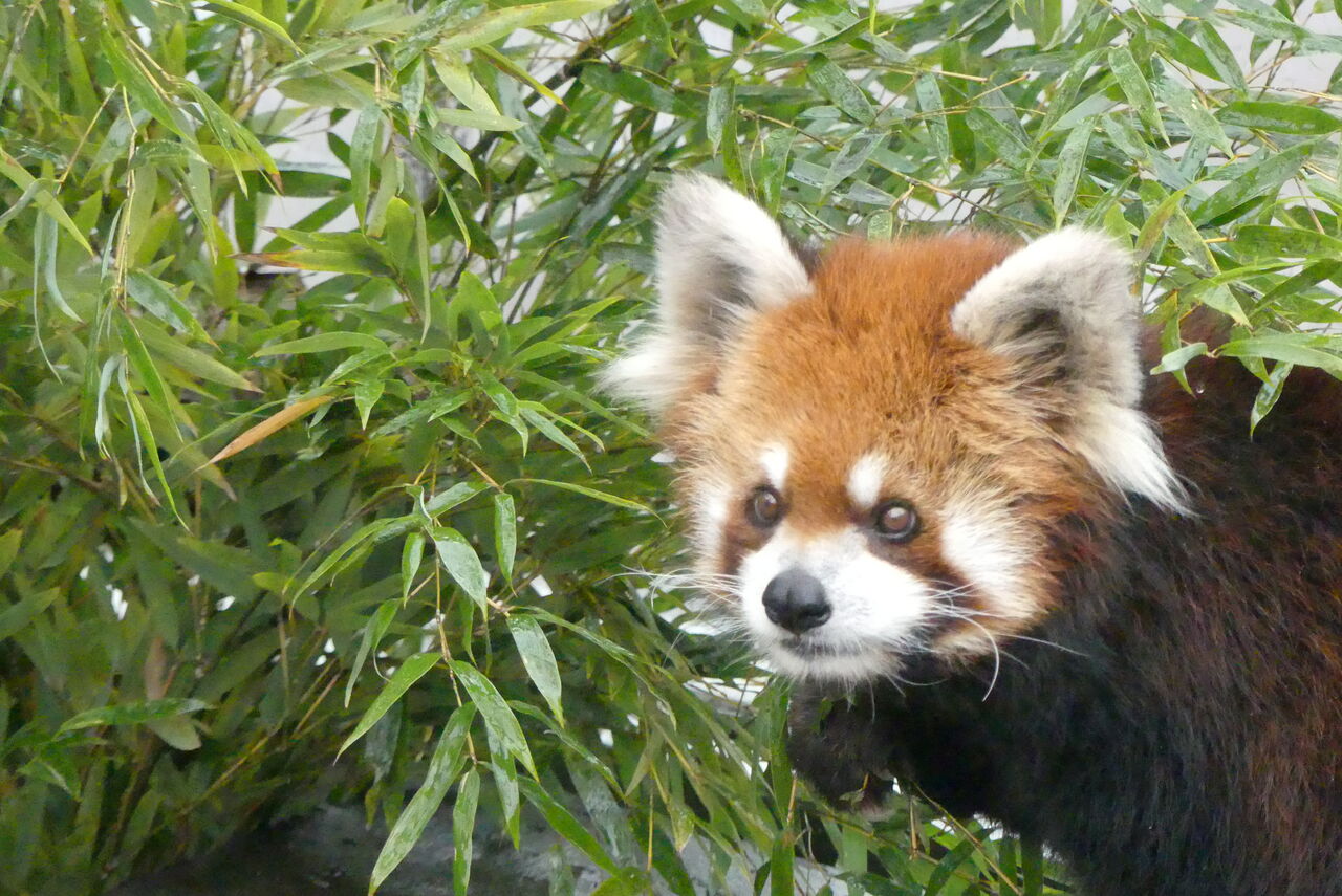 今宮戎神社様よりレッサーパンダへ福笹をいただきました 天王寺動物園スタッフブログ