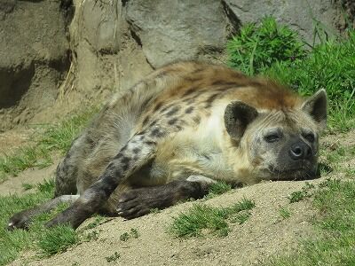 春眠暁を覚えず ハイエナも 天王寺動物園スタッフブログ