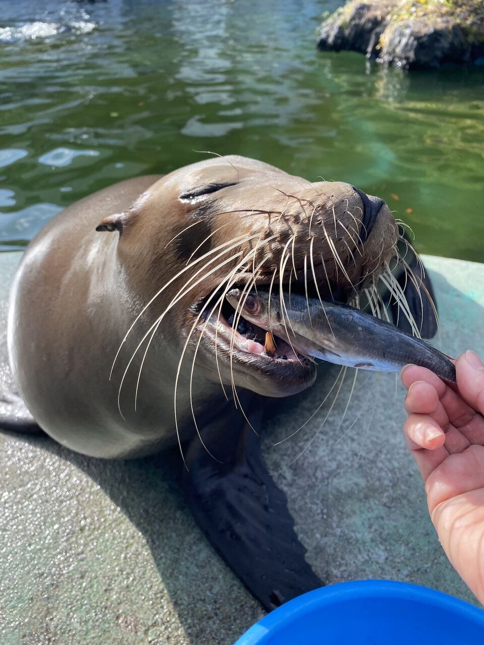 訃報 カリフォルニアアシカの高瀬が死亡しました 地方独立行政法人 天王寺動物園