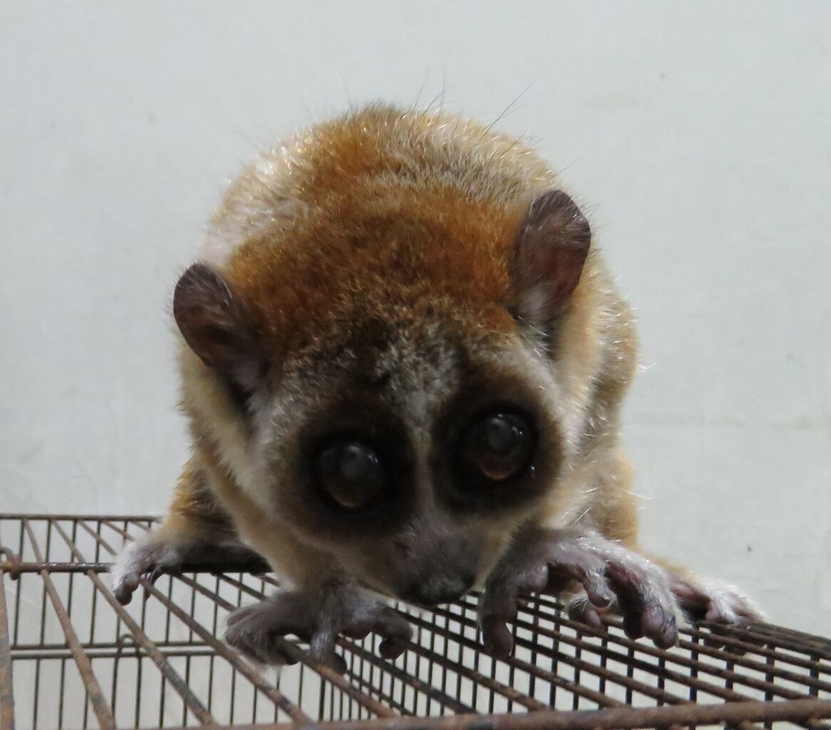 レッサースローロリスのナッツを治療 天王寺動物園スタッフブログ