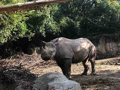 世界サイの日 6日目 天王寺動物園スタッフブログ