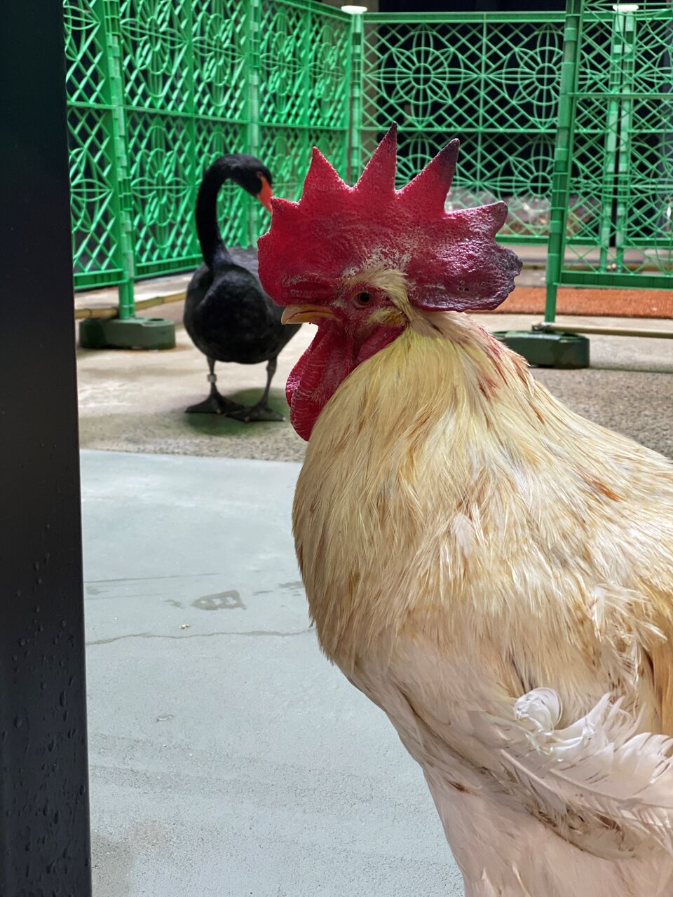 ニワトリのマサヒロ 天王寺動物園スタッフブログ ニワトリのマサヒロ 天王寺動物園スタッフブログ