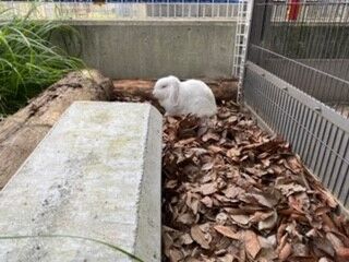 ウサギ