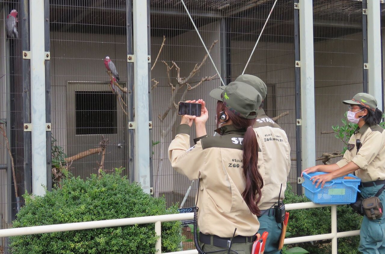 6月15日はオウム インコデー 天王寺動物園スタッフブログ 6月15日はオウム インコデー 天王寺動物園スタッフブログ