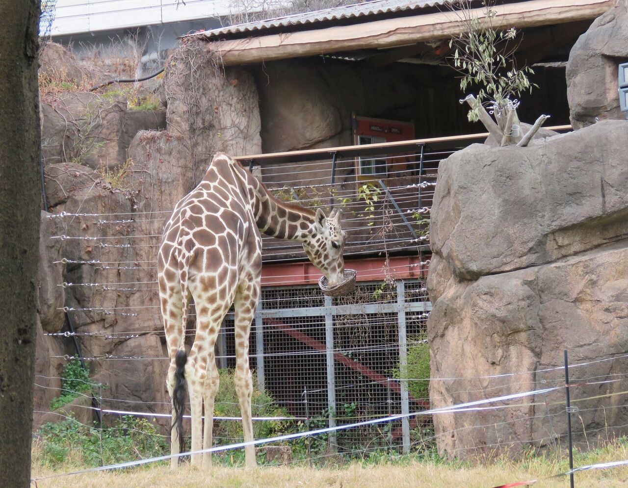 天王寺動物園スタッフブログ	  アフリカサバンナゾーンの謎の箱