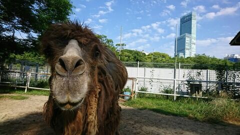 ラクダのジャックとともに 高齢ラクダへの取り組み 天王寺動物園スタッフブログ