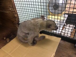 おばあちゃんキンカジュー ジュリア 天王寺動物園スタッフブログ おばあちゃんキンカジュー ジュリア 天王寺動物園スタッフブログ