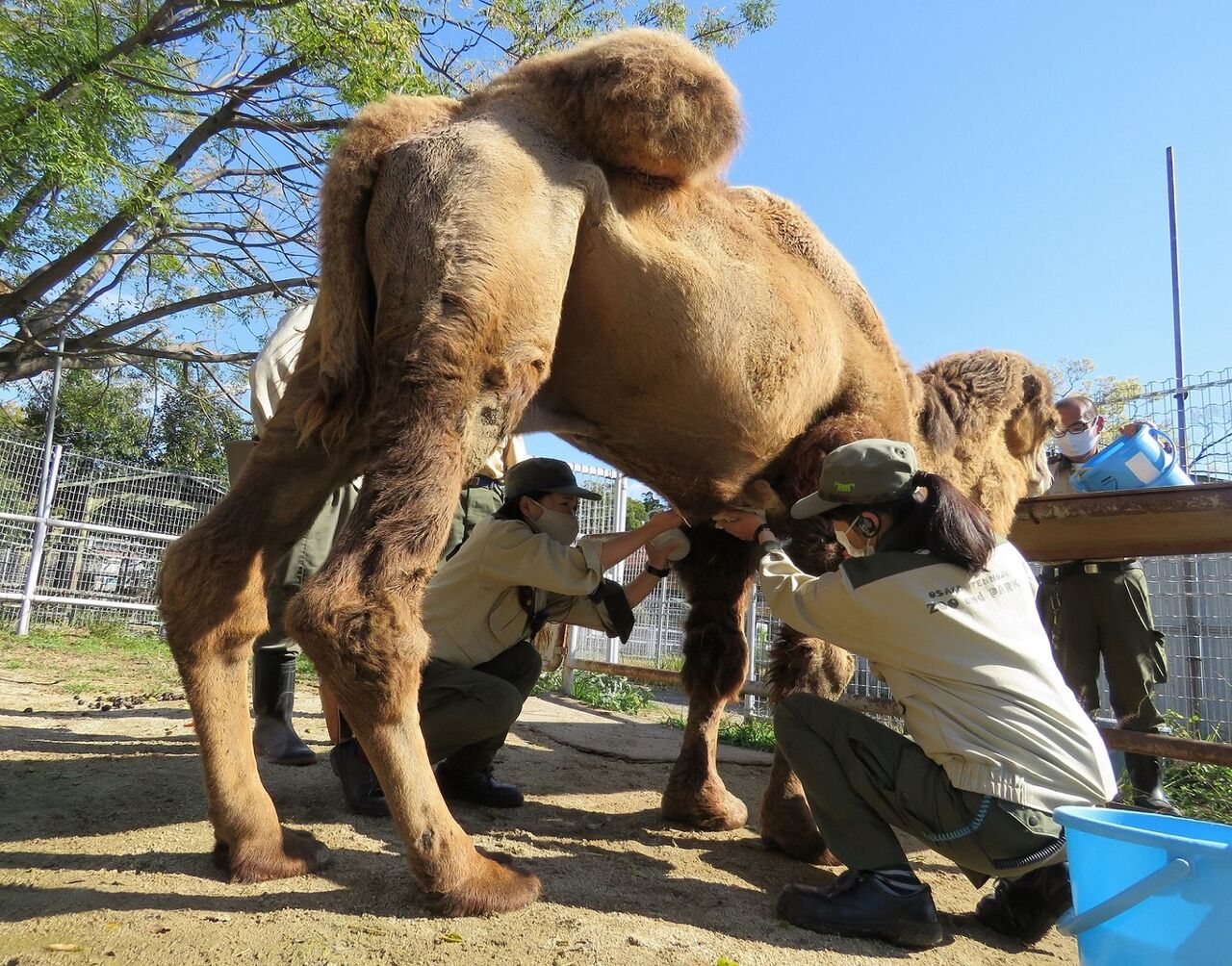 天王寺動物園スタッフブログカテゴリ：フタコブラクダ換毛遅れてまんねんジャックなんでベルト巻いてるのん？ラクダのジャック治療中ラクダのジャックがご長寿表彰されました！沢山歩いて食べる