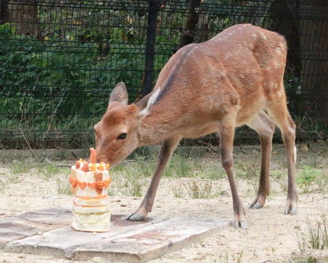 エツコ