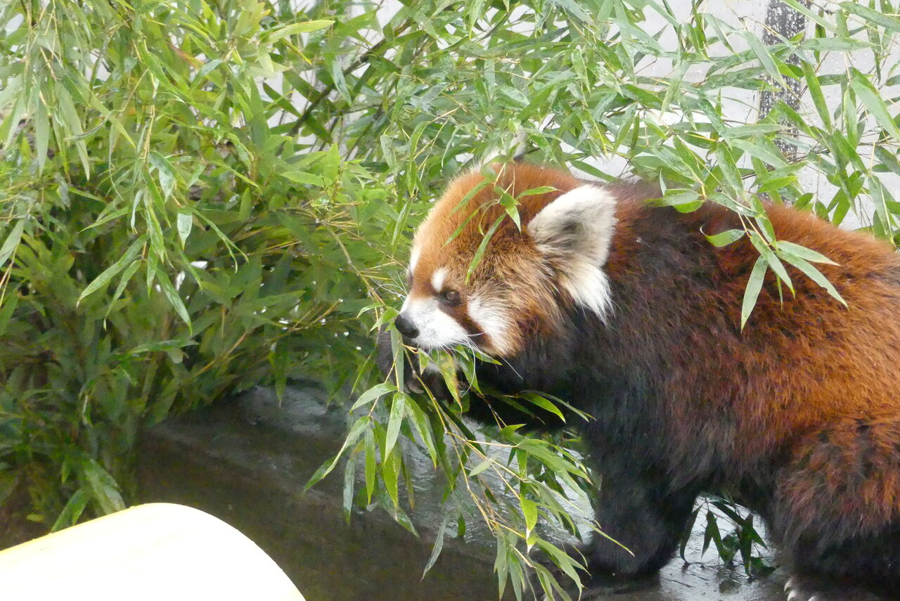 今宮戎神社様よりレッサーパンダへ福笹をいただきました 天王寺動物園スタッフブログ