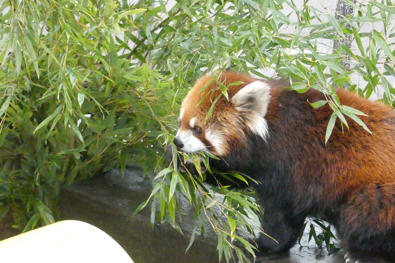 今宮戎神社様よりレッサーパンダへ福笹をいただきました 天王寺動物園スタッフブログ 今宮戎神社様よりレッサーパンダへ福笹をいただきました 天王寺動物園スタッフブログ