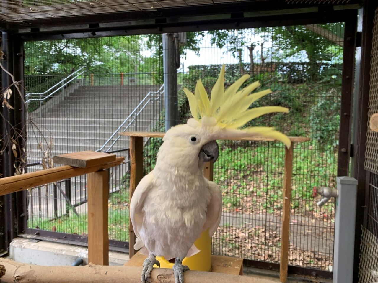 オウムインコの日ありがとうございました 天王寺動物園スタッフブログ