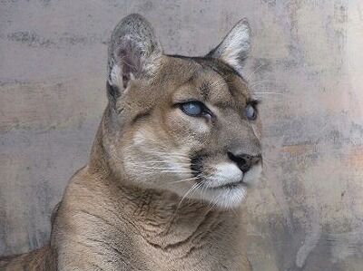 ピューマのピコについてお知らせ 天王寺動物園スタッフブログ