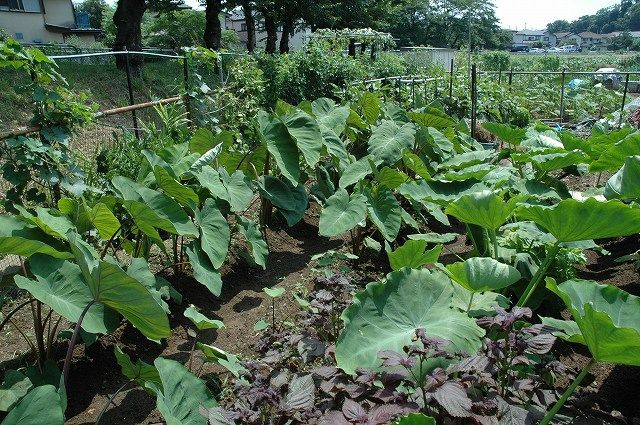 サトイモと八頭 てんとう虫のblog