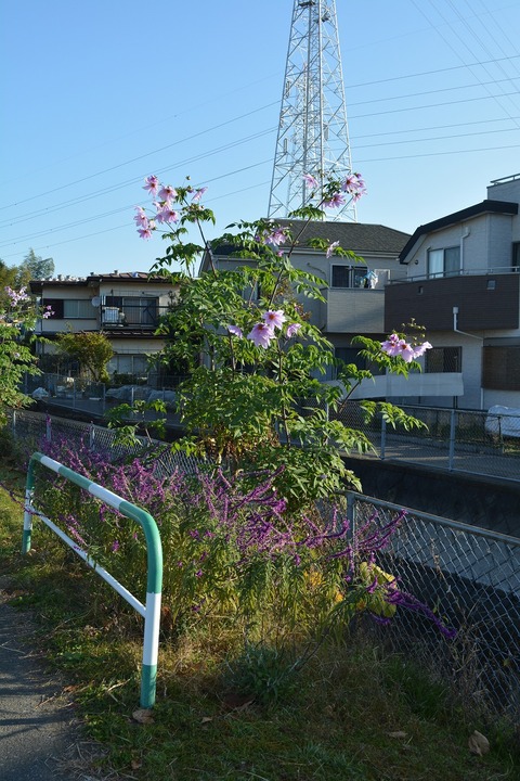 s-DSC_0052
