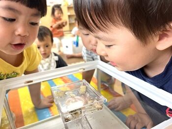 0804アリの観察2