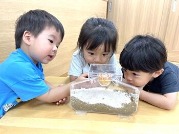 0804アリの観察