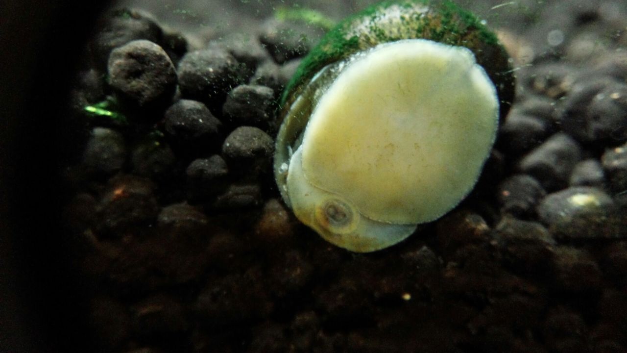 石巻貝 死ぬとどうなる 石巻貝 死ぬとどうなる