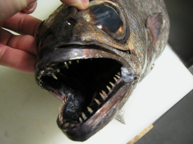 危険な魚 てんぷら荘司の日記