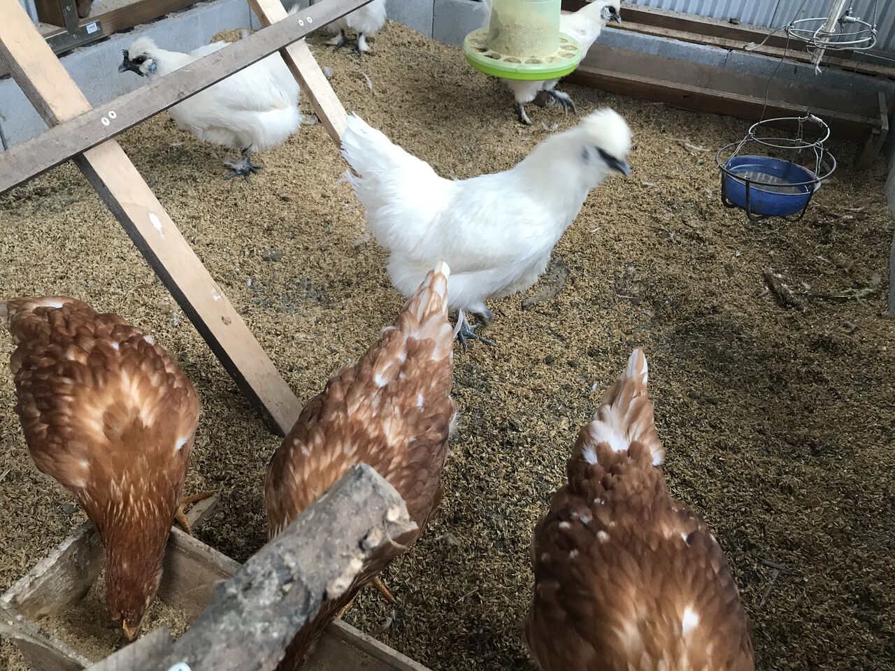 12月17日 火 の発電実績 ヒヨコを飼う 買う 楽しく過ごす幽居菜園ライフ