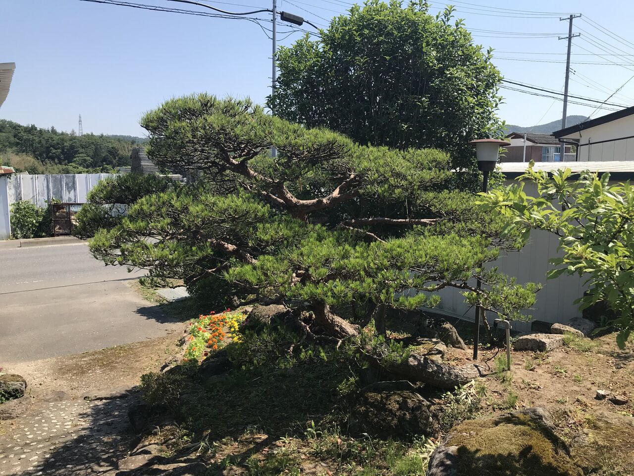 庭木の剪定で頑張る 楽しく過ごす幽居菜園ライフ