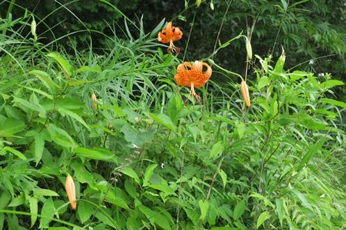 IMG_4928