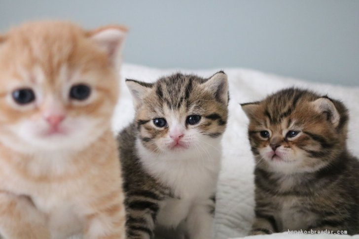 234589761cd067e71a692e393a333d0f