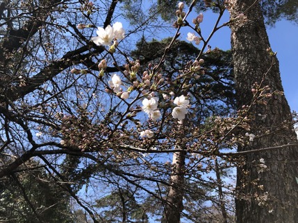 大宮公園の桜の花（一分咲き）