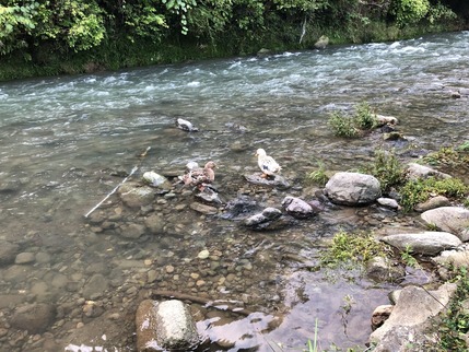 飯山温泉元湯旅館近くの河川沿い散策中に出会った夫婦ガチョウ