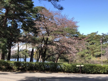 大宮公園の桜の木