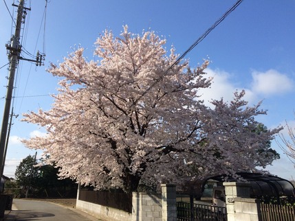 拙宅近くの満開となった桜