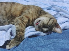 ラウラベロ出てる!