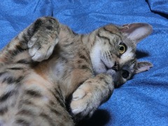 ラウラこの間まで…