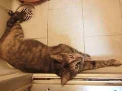 ラウラにお風呂場開放中