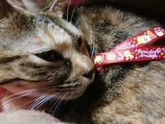 ÀÖ¤¤¥ê¥Ü¥ó¤Ç