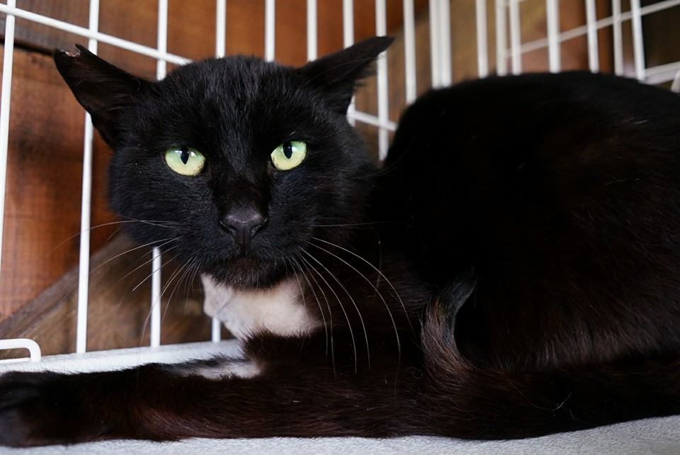 三種混合ワクチン : 馴れていない成猫の幸せへの道