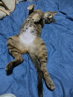 ラウラおっぴろげ